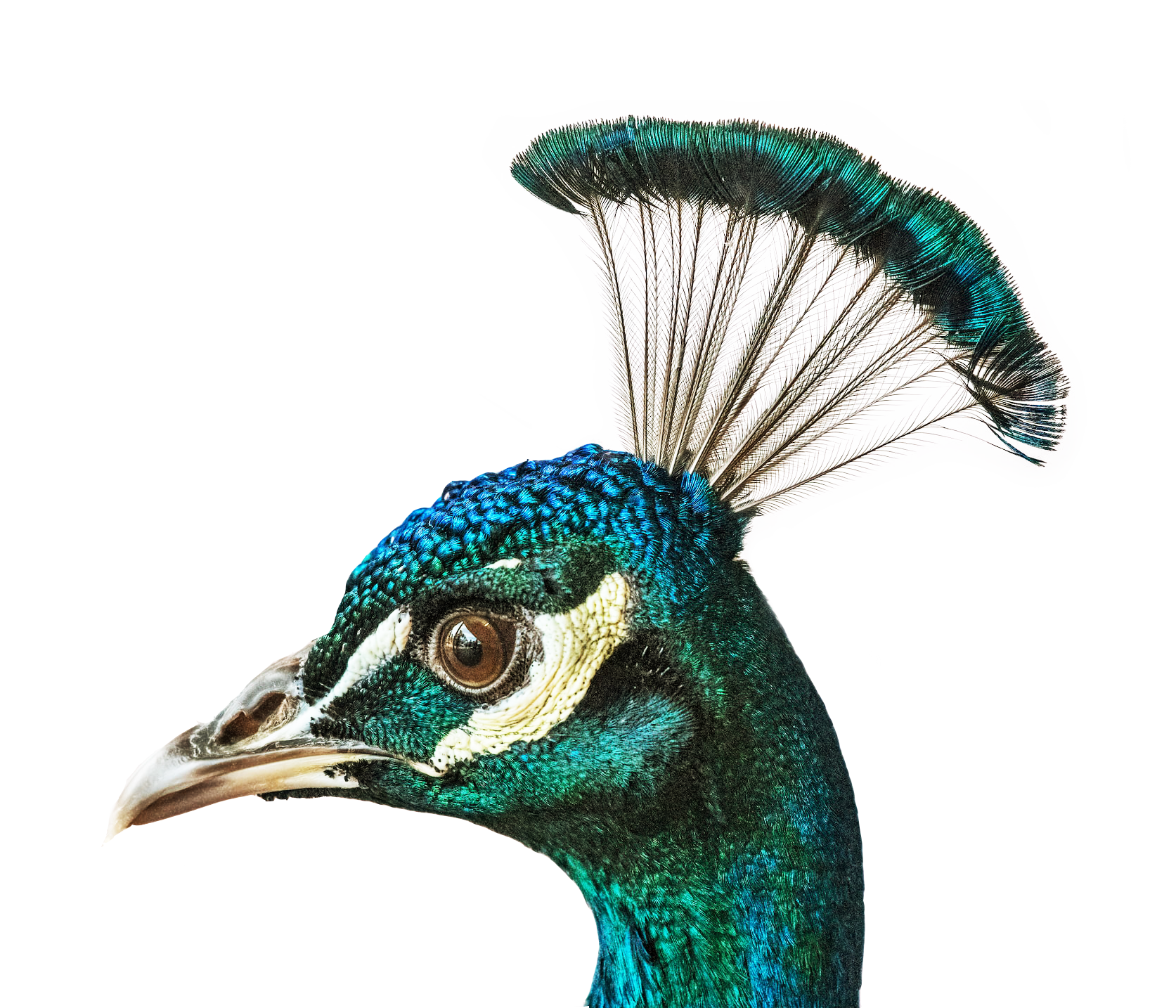peacock2
